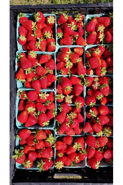 Fragaria ananassa Albion